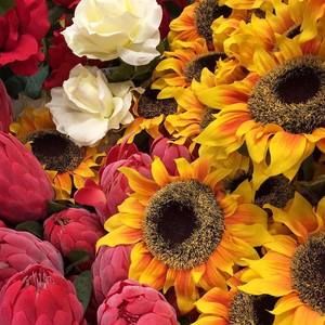 Meet your Posher, Luna